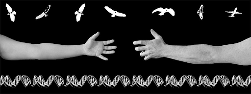 Image of Shelley Niro's Boundless. Two arms reaching towards each other, hands open. With birds above and a double helix below, in black and white. 